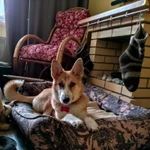 Фото №4 Милая, трогательная собака Лиза в добрые руки