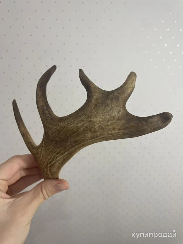 Фото Рага молодого оленя