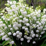 Досмотрю