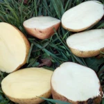 фото Картофель деревенский, без химии