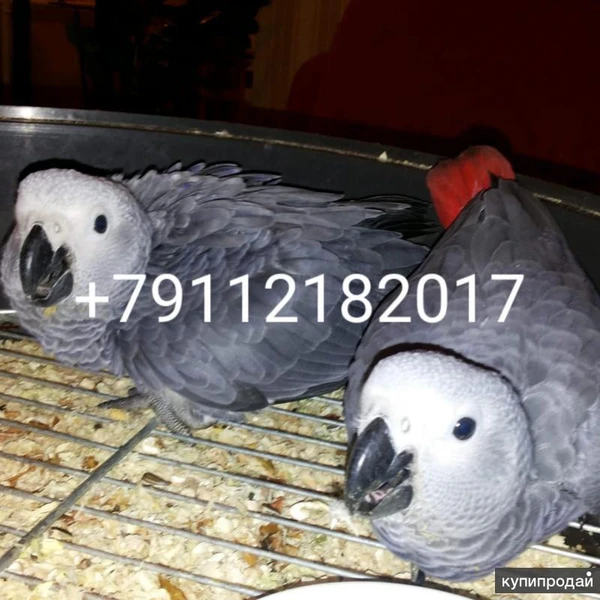 Фото Птенцы краснохвостого жако