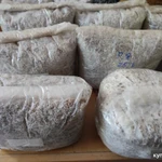 Фото №7 Грибы, мицелий ежовика гребенчатого (гериций, львиная грива, ямабушитаке)