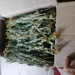 Фото №2 Девясил иволистный. Цена за 100 грамм.