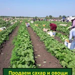Фото №5 25-30% годовых. Инвестиции в компанию с производством.