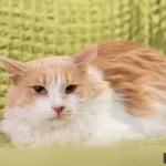 Фото №4 Маленькая пушистая кошечка Золушка в добрые руки