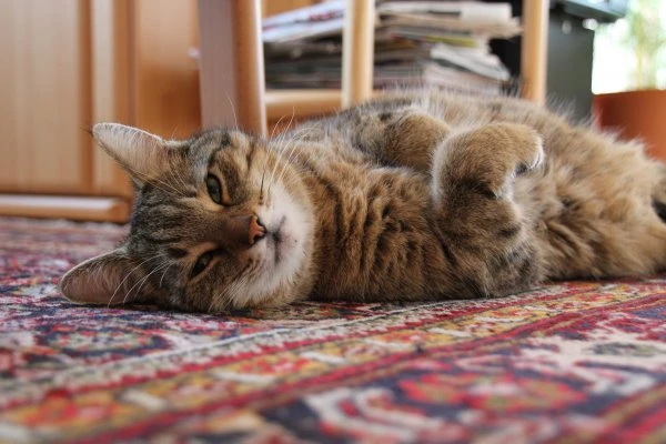 Фото Передержка кошек