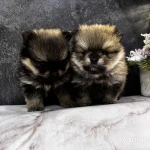 Фото №9 Щенки померанского шпица