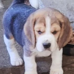 Фото №4 Биглята