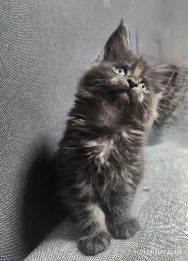 Фото Мейн-кун