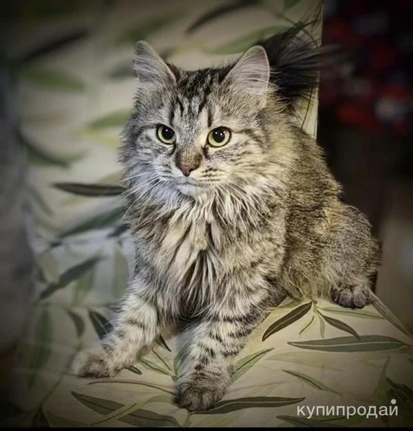 Фото Отдаем кошечку Бэмби в добрые руки.