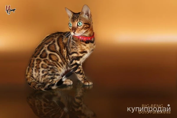 Фото Бенгальские котята