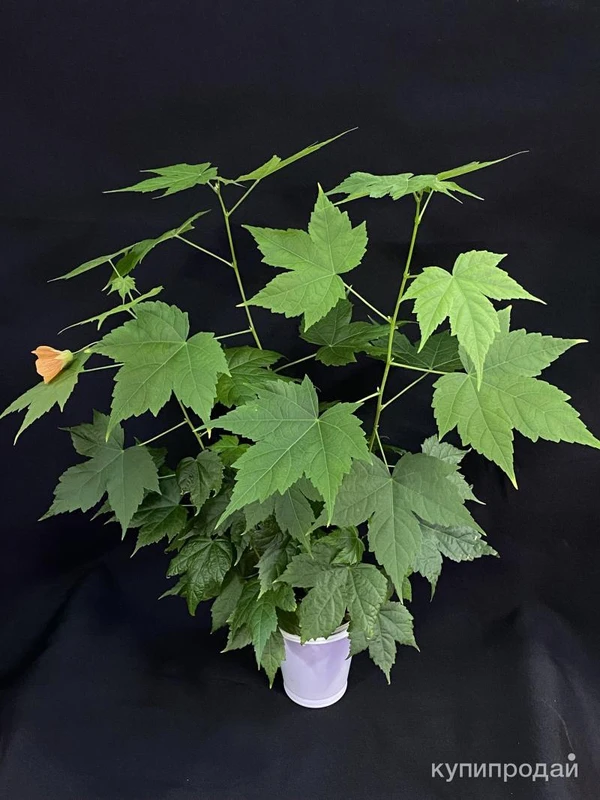 Фото Абутилон (комнатный клён)