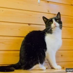 Фото №2 Чудесный котик Василий в добрые руки