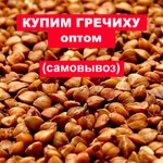 фото Скупаем гечиху оптом, возможен самовывоз