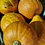 Фото №2 Тыква