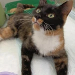 Фото №3 Кошка ищет дом