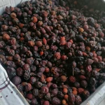 Фото №5 Шиповник лесной горный.