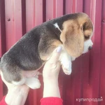 Фото №5 Биглята