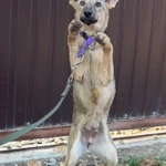 Фото №3 Очаровательная малышка метис