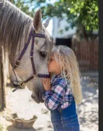 Фото Обучение по верховой езде