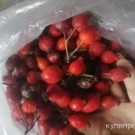 Фото №6 Плоды шиповника свежего. Цены за 100 грамм.