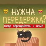 Домашняя передержка кошек