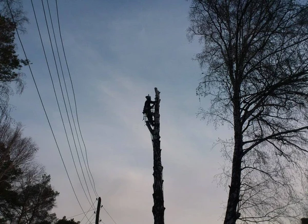 Фото Спил, снос, удаление деревьев