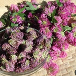 Фото №2 Лекарственные травы, фиточаи и фитосборы