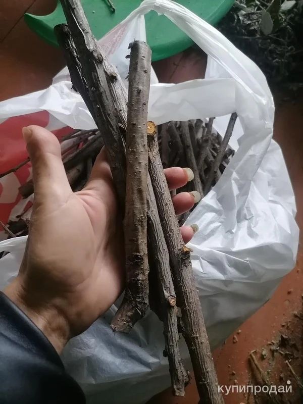 Фото Веточки фруктовые. Цена за штуку.