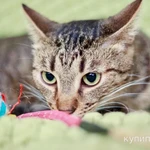 Фото №3 Очаровательный котик Финик в добрые руки
