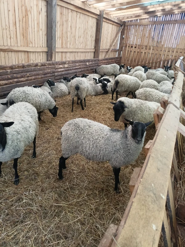 Фото Овцы романовской породы