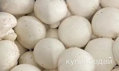 Фото Грибы шампиньоны свежие