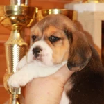 Фото №6 щенки бигля ркф