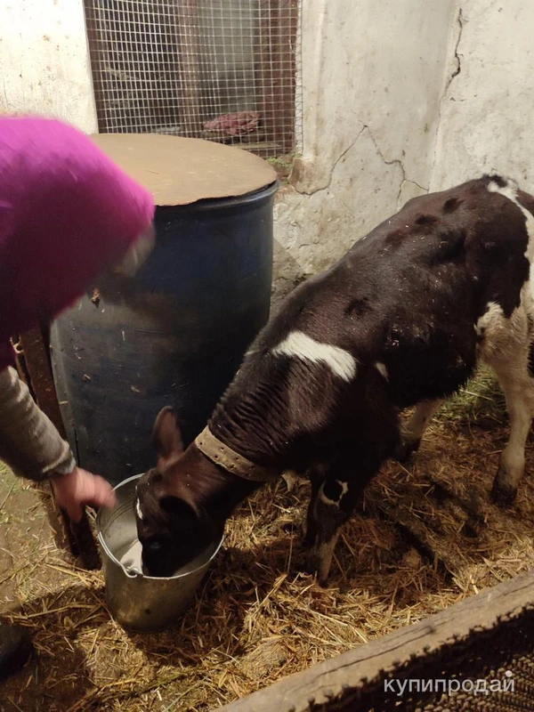 Фото Телёнок