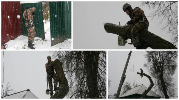 Фото Спилить дерево