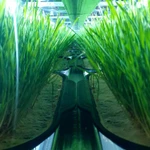 Фото №6 Сок ростков пшеницы - Витграсс