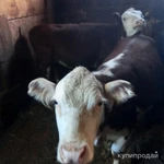 Фото №3 Продажа с/х животных