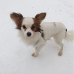 Фото №7 Метис чихуахуа и папийона