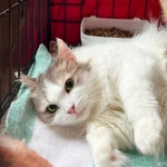 Фото №2 Мелисса – пушистая кошечка в дар заботливым хозяевам