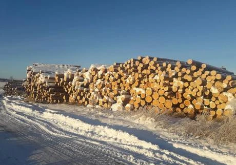 Фото Пиловочник сосновый