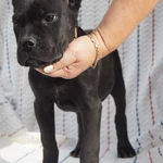 Фото №4 Щенки кане корсо с документами РКФ