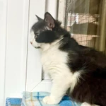 Фото №8 Пушистый котёнок Нафаня в добрые руки