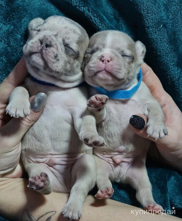 Фото Французский Бульдог