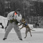 Фото №3 Профессиональная дрессировка собак любых пород