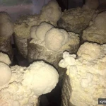 Фото №5 Грибы, мицелий ежовика гребенчатого (гериций, львиная грива, ямабушитаке)