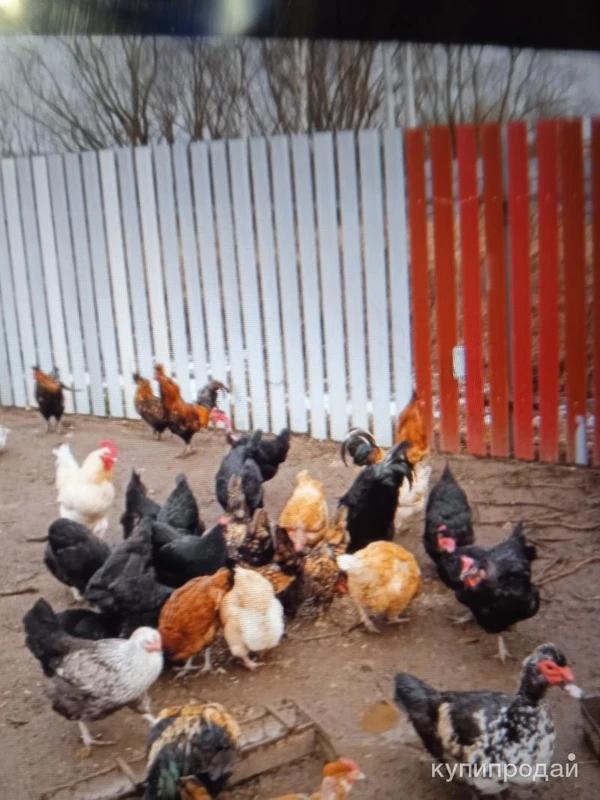 Фото Куриные яички