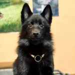 Фото №4 Щенки шипперке (схипперке)