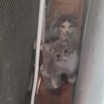 Фото №5 Отдам в добрые руки котят 2,5 месяца