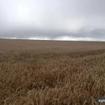 фото Хозяйство 1600 Га