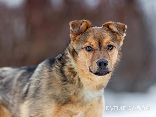 Фото Домашний некрупный песик-подросток Каштан в добрые руки